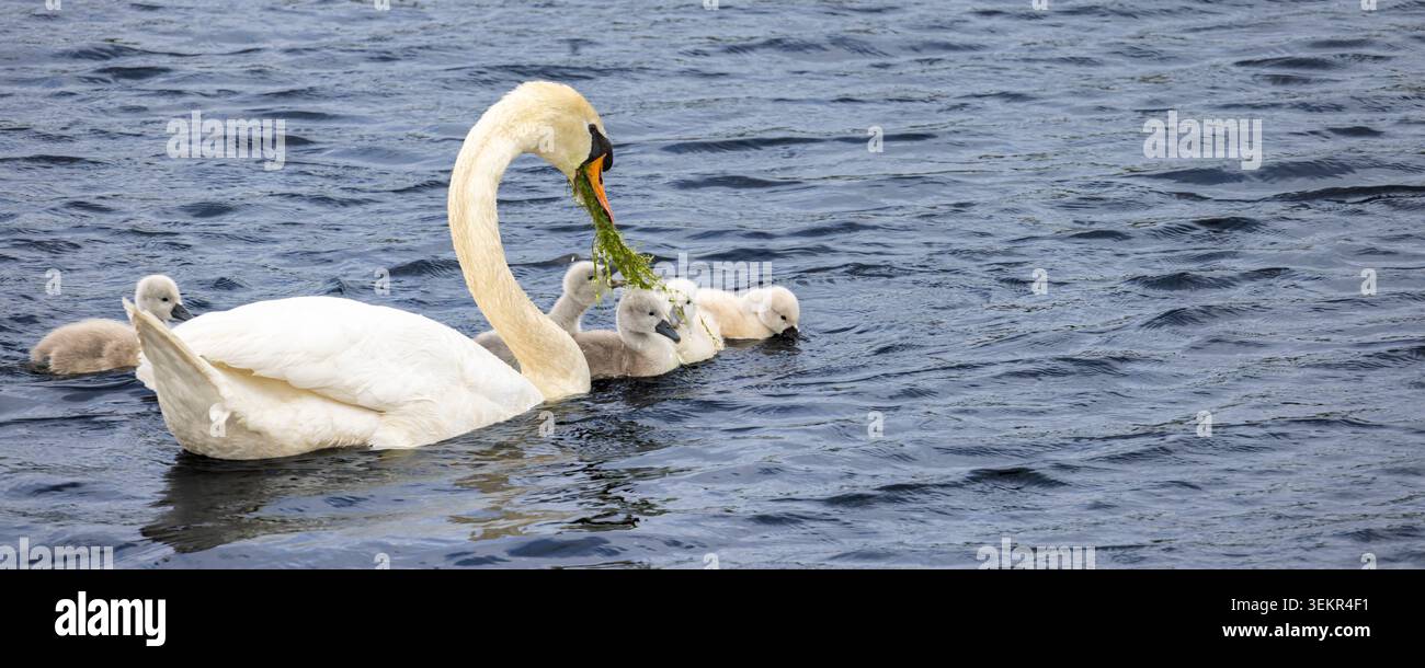 Un cigno muto adulto (Cygnus olor) scivola con sei morbidi cigni attraverso l'acqua ondulata del lago, mostrando delicata cura dei genitori, protezione e legame familiare Foto Stock