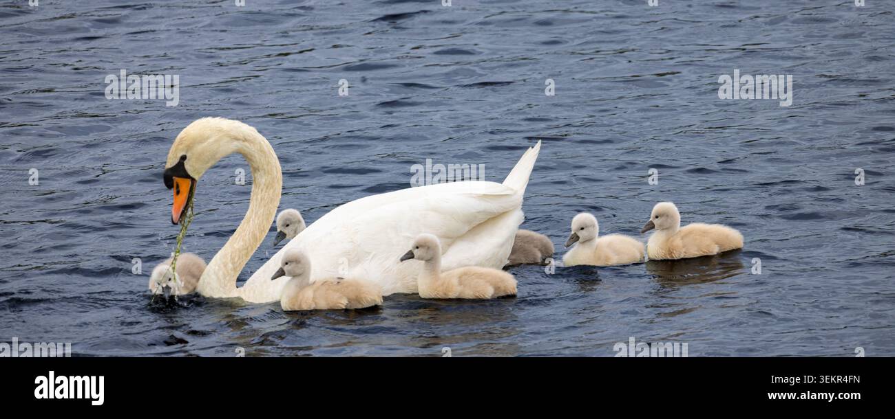 Un cigno muto adulto (Cygnus olor) scivola con sei morbidi cigni attraverso l'acqua ondulata del lago, mostrando delicata cura dei genitori, protezione e legame familiare Foto Stock