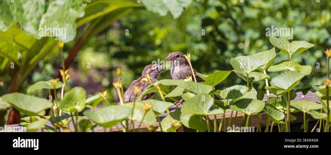 Due passeri per bambini (Passer domesticus) siedono su una ringhiera di legno intemprata circondata da lussureggianti fogliame verde e minuscole fioriture gialle, che trasportano Foto Stock