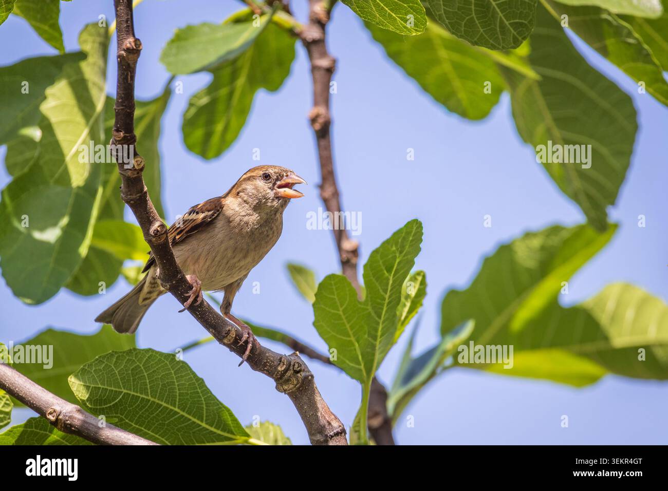 Un passero di casa (Passer domesticus) poggia su un ramo sottile circondato da grandi foglie di fichi verdi e un cielo azzurro brillante, che trasmette tranquillità in estate Foto Stock