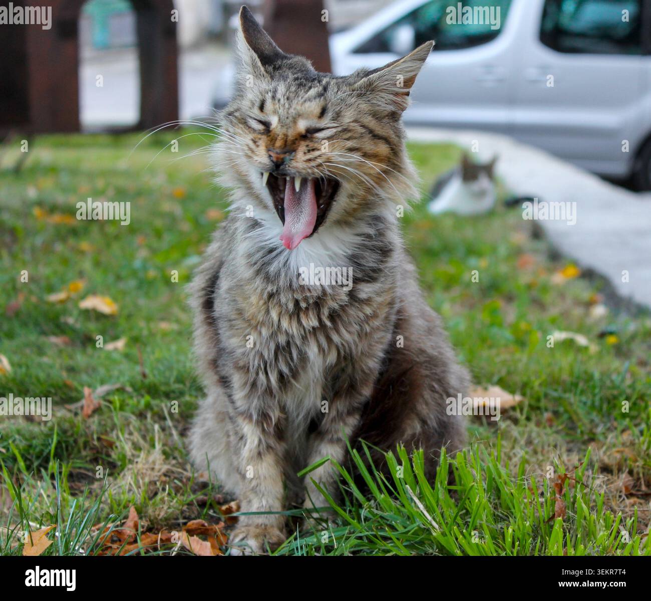 Un esilarante primo piano di un soffice gatto randagio seduto sull'erba verde, che sbadiglia ampiamente con la sua lunga lingua rosa che si stacca completamente. Foto Stock