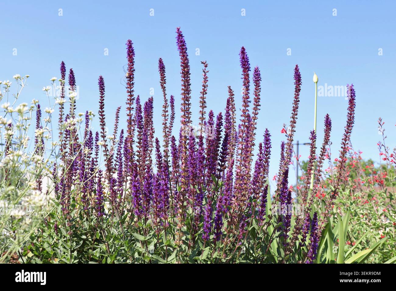 Salvia nemorosa in fiore, chiamata anche salvia boschiva, salvia blu o salvia selvatica, sullo sfondo blu del cielo Foto Stock