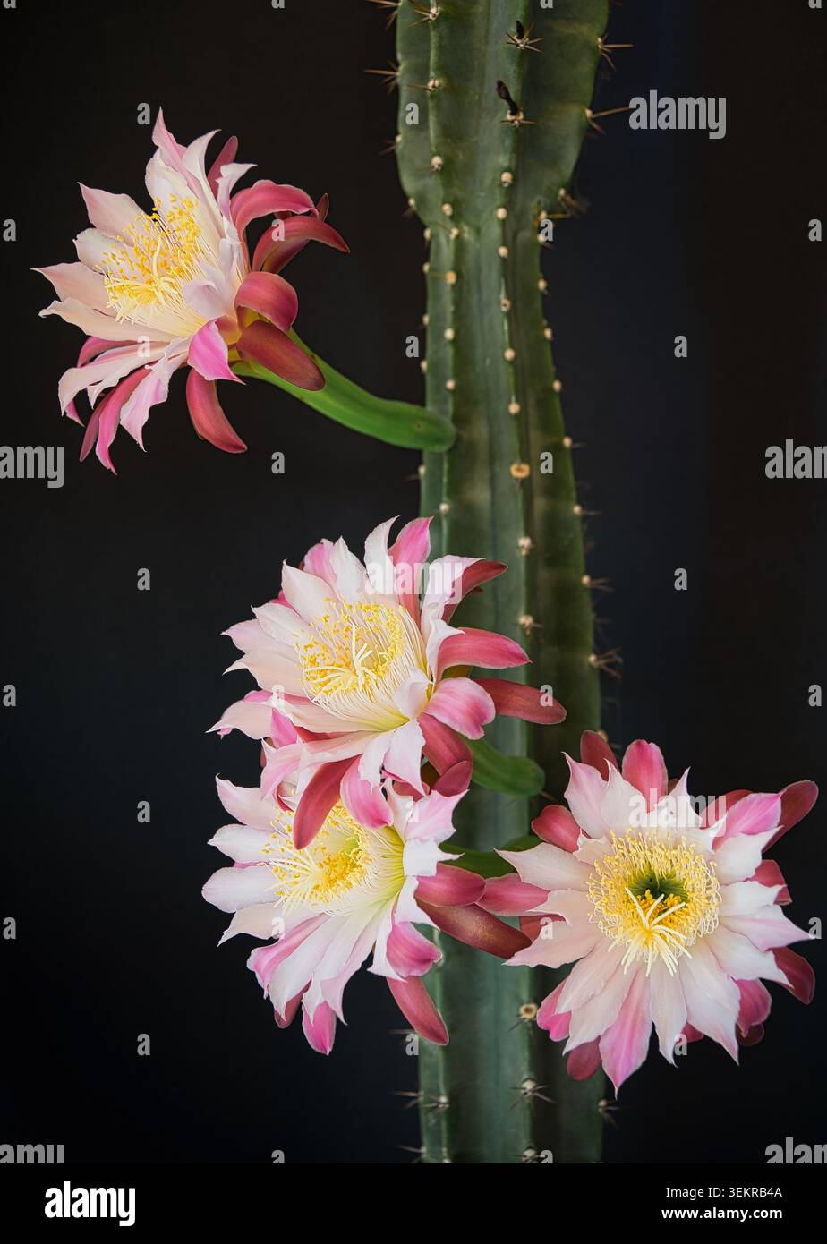 Fiori rosa e bianchi che fioriscono su un cactus colonnare Cereus su uno sfondo scuro con spine e stelo verde a coste. Foto Stock