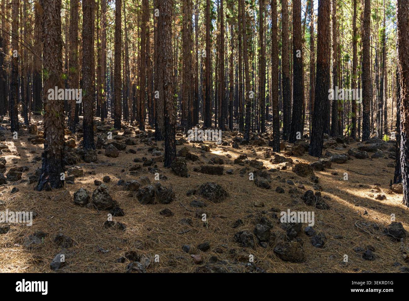 Fitta pineta delle Canarie con rocce vulcaniche sparse e lunghe ombre a Tenerife, Isole Canarie, Spagna. Foto Stock