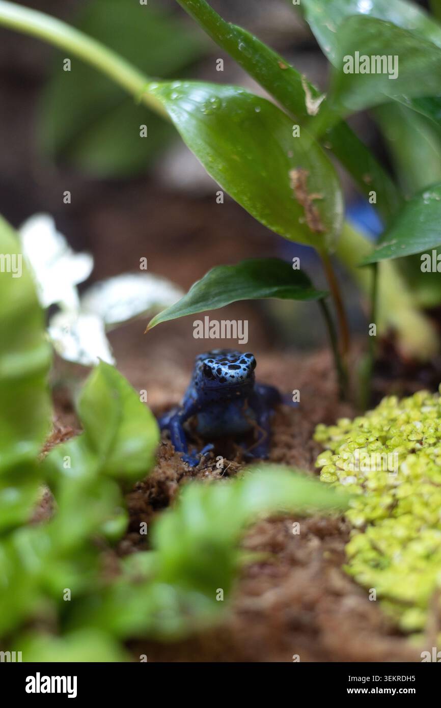Dendrobates tinctorius azureus - rana veleno blu. Foto Stock