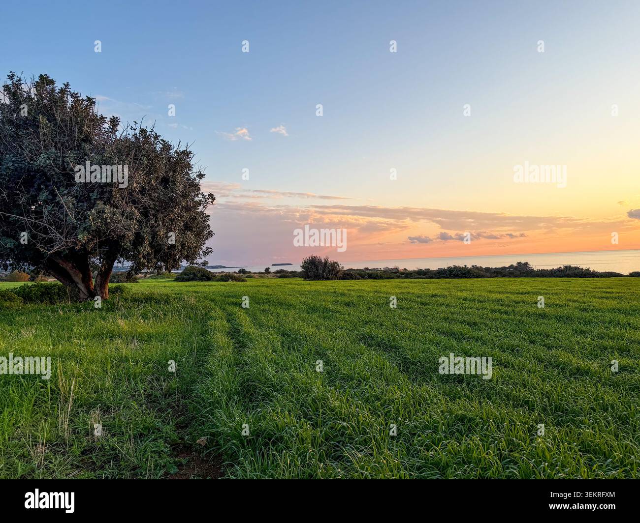 Ampia distesa di campo verde che si estende all'orizzonte con colorate nuvole di tramonto nel cielo, albero a sinistra, mare in lontananza - Immagine stock catturata con smartphone