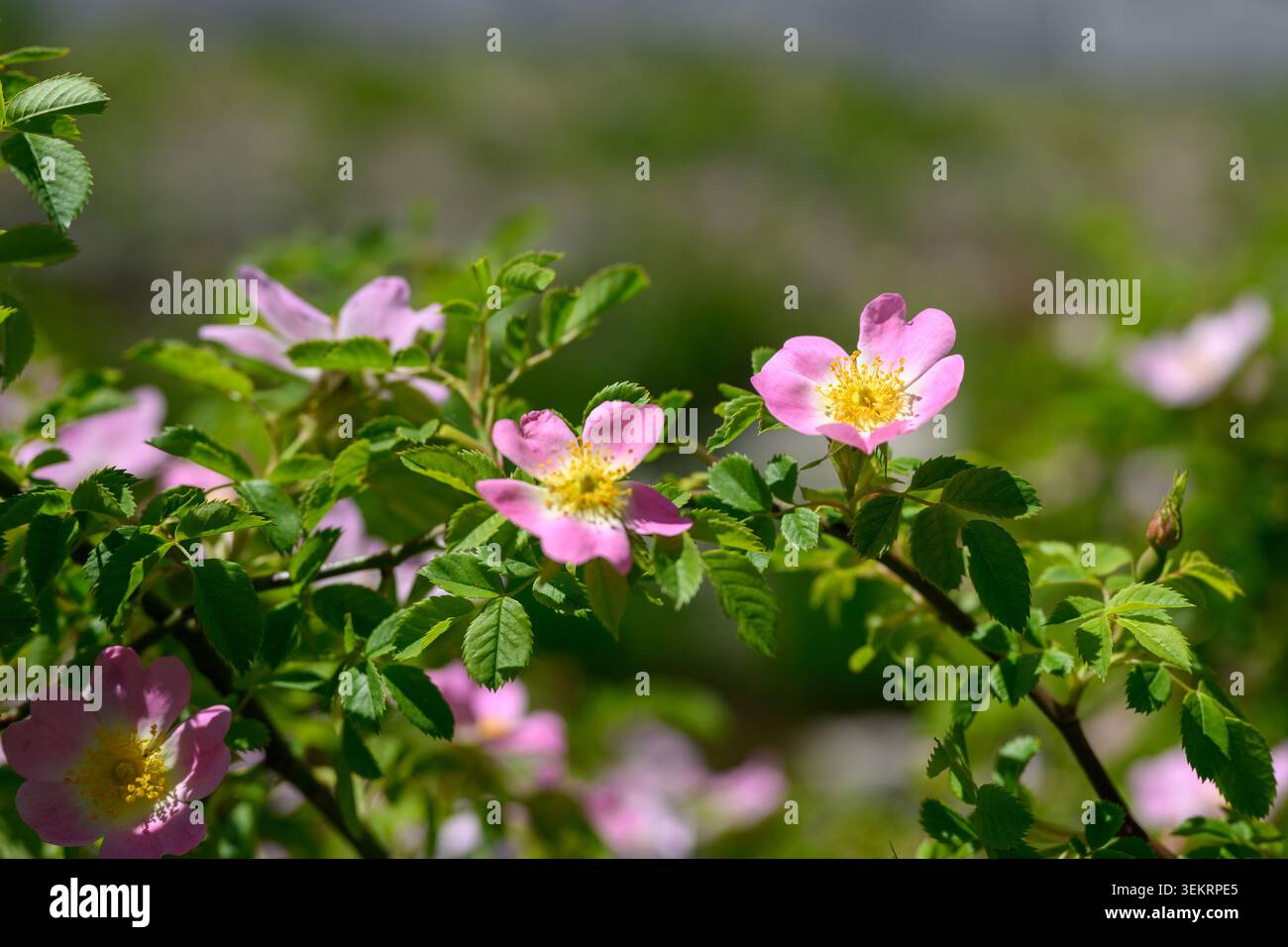 Le vivaci rose selvatiche rosa fioriscono sotto il sole caldo, mostrando i loro delicati petali per attirare gli impollinatori e aiutare la pianta a prosperare nella sua splendida n Foto Stock