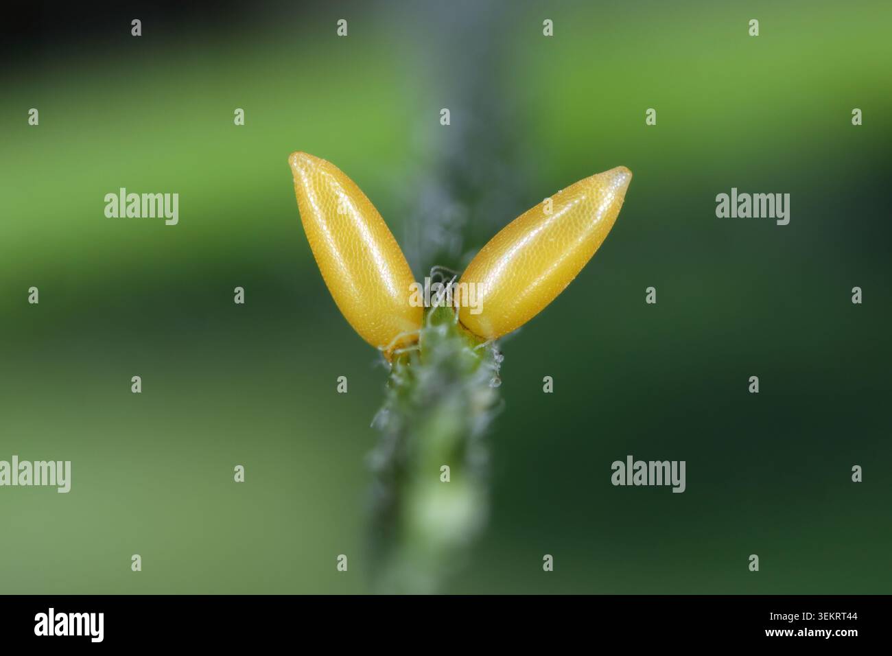 Uova di 24 coccinelle spot, Subcoccinella vigintiquatuorpunctata depositate sulle petiole di foglia dell'erba medica. L'unica coccinella che è un parassita vegetale. Foto Stock