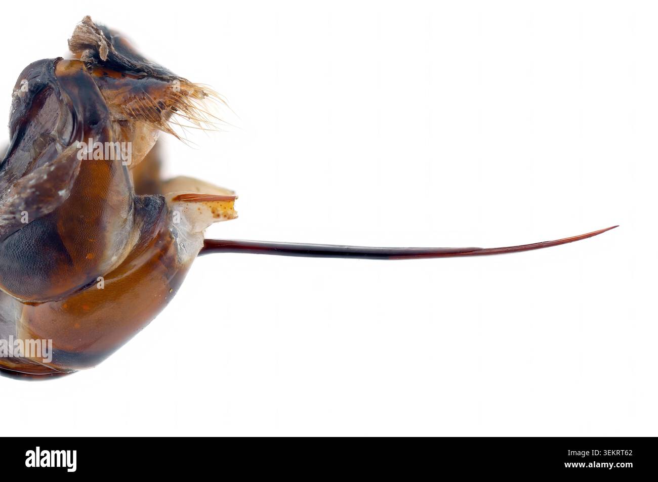 Lo zoom estremo del pungiglione, che punge un calabrone europeo (Vespa crabro) è la più grande vespa eusociale nativa d'Europa. Vista laterale. Foto Stock