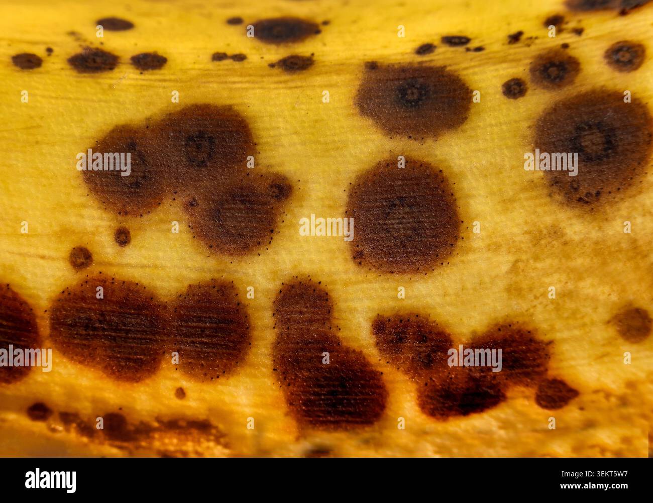 Macchie scure su una banana matura evidenziano la linea temporale della natura e la colossale scala di sprechi alimentari globali. Foto Stock