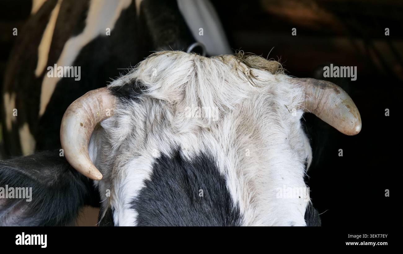 Anatomia mucca immagini e fotografie stock ad alta risoluzione - Alamy