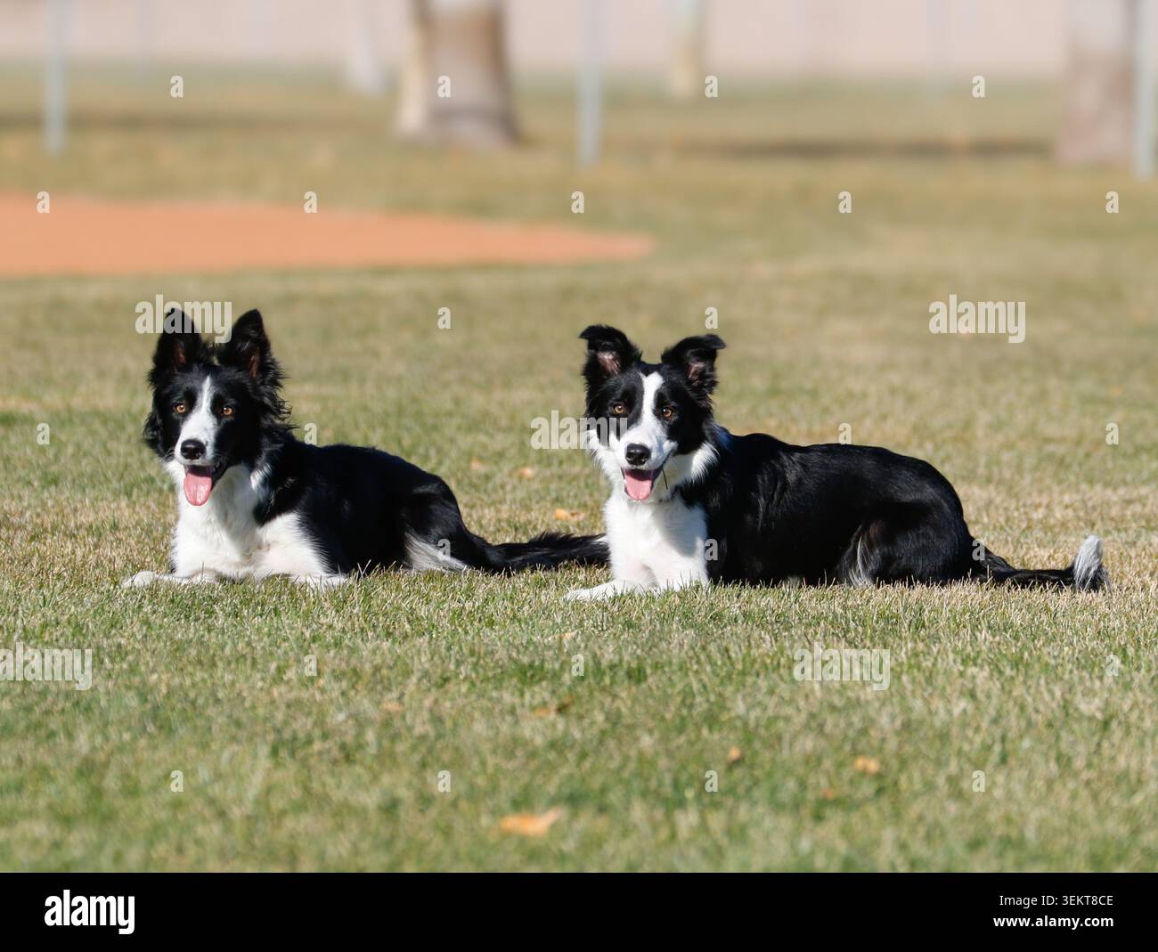 Ritratto naturale illuminato dal sole di due cani da collie di confine nell'erba del parco Foto Stock