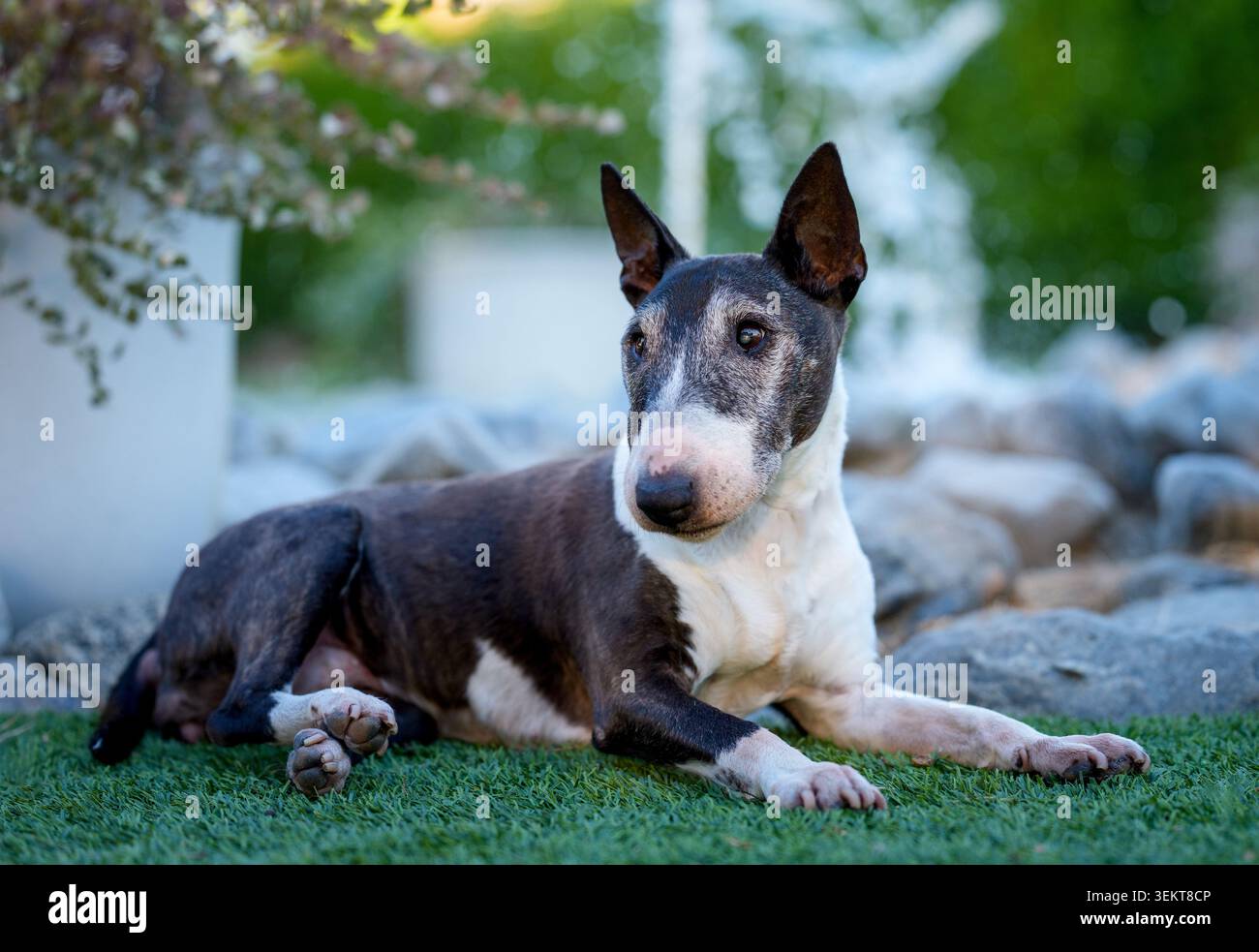 Mini Bull terrier senior sul tappeto erboso di astro che si posa accanto ad alcune rocce per un ritratto con luce naturale Foto Stock