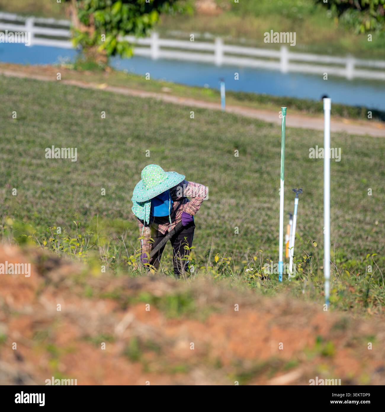 Un contadino che indossa un colorato cappello tradizionale e maniche lunghe che lavora in un campo agricolo verde vicino a un fiume in Thailandia. Foto Stock