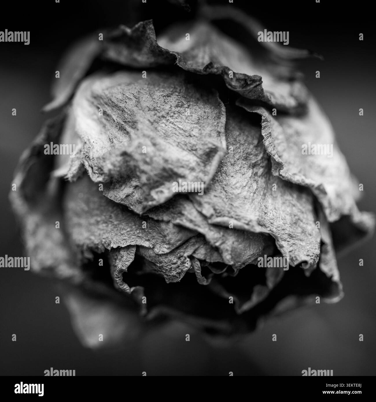 Fotografia in bianco e nero di un fiore di rosa essiccato con petali ricciolati, che simboleggia l'invecchiamento, la perdita, la memoria, il decadimento e il passare del tempo. Foto Stock