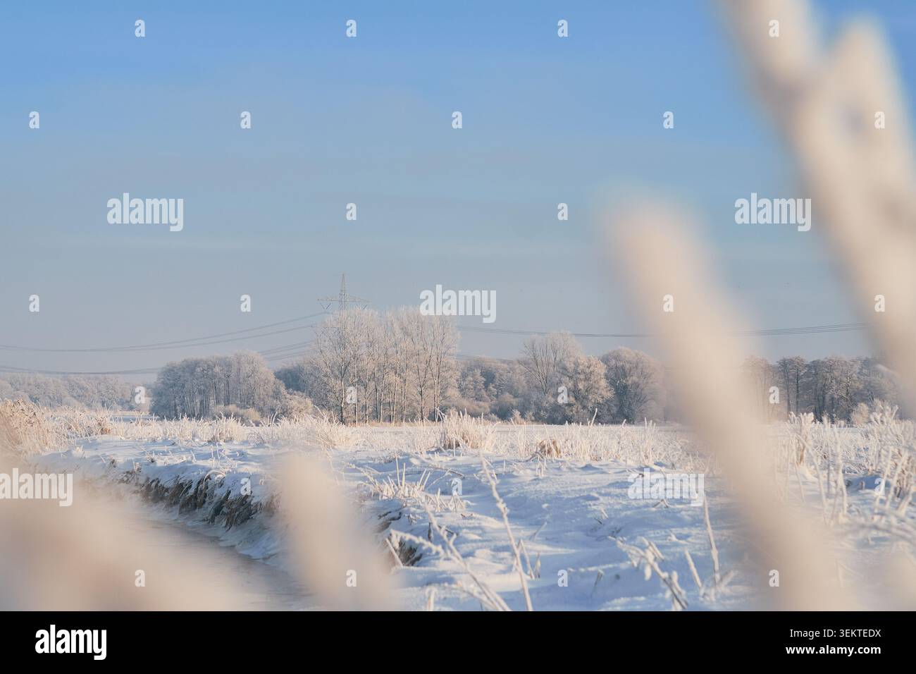 Un tranquillo paesaggio invernale che mostra un campo innevato con erba smerigliata in primo piano e una fila di alberi senza foglie spolverati di gelo nel Foto Stock