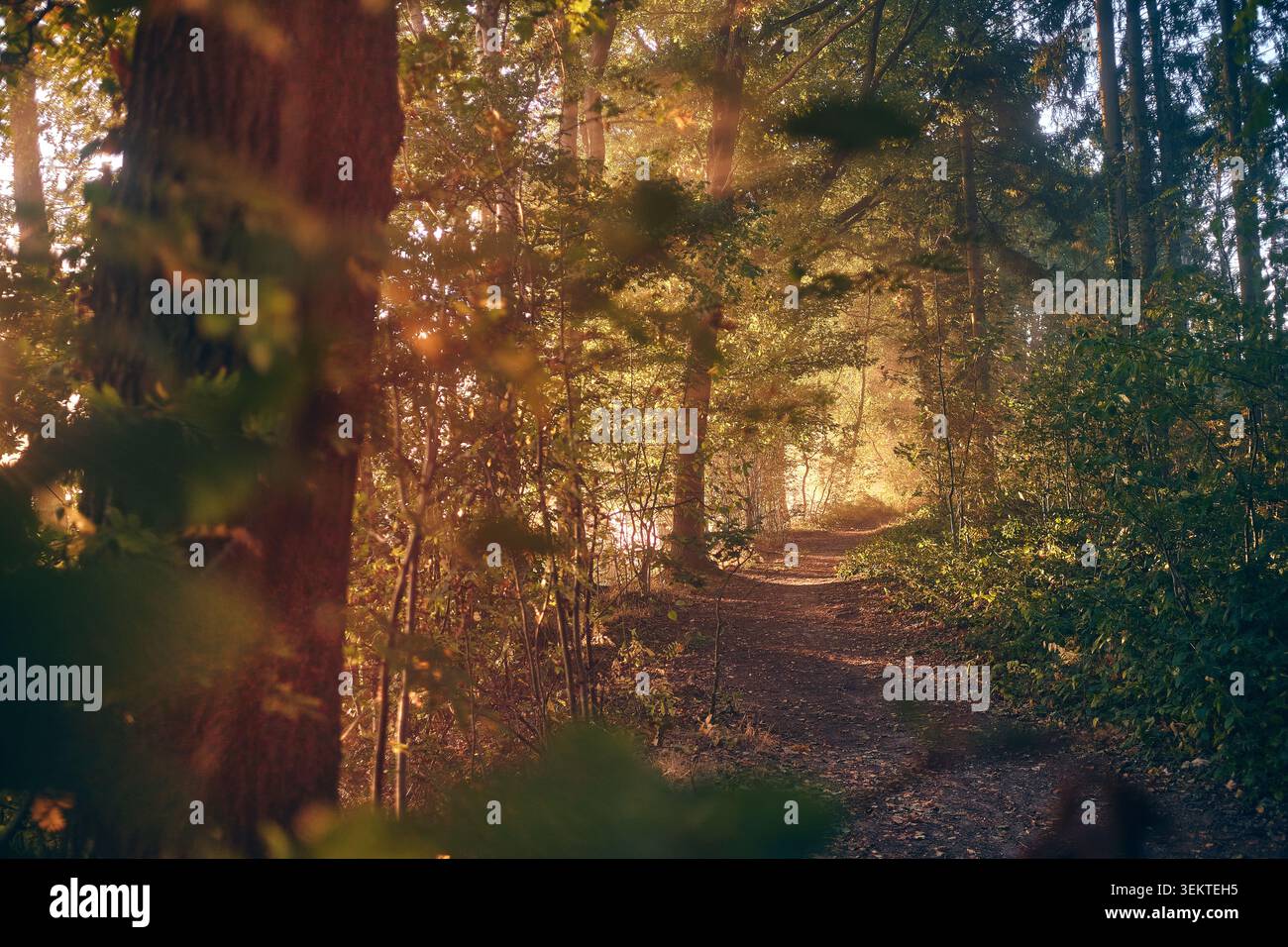 Uno stretto sentiero sterrato si snoda attraverso una fitta foresta mista bagnata dalla calda luce dorata del tardo pomeriggio. Tronchi di alberi alti e sottobosco incorniciano il percorso, Foto Stock