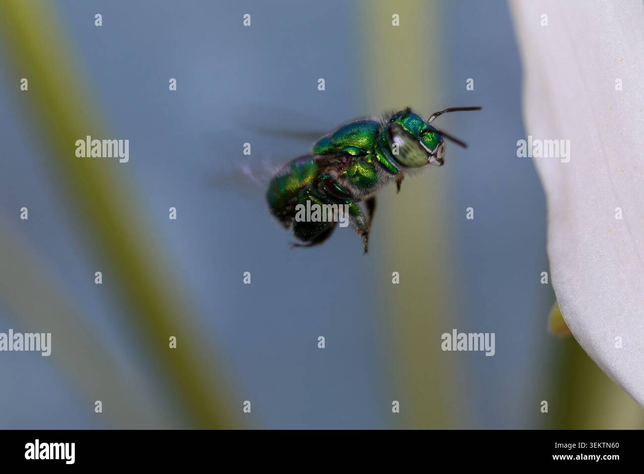 Primo piano Green Bee con spazio negativo Foto Stock