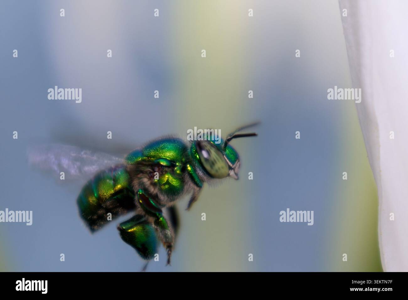 Green Bee Flying primo piano con sfondo sfocato Foto Stock
