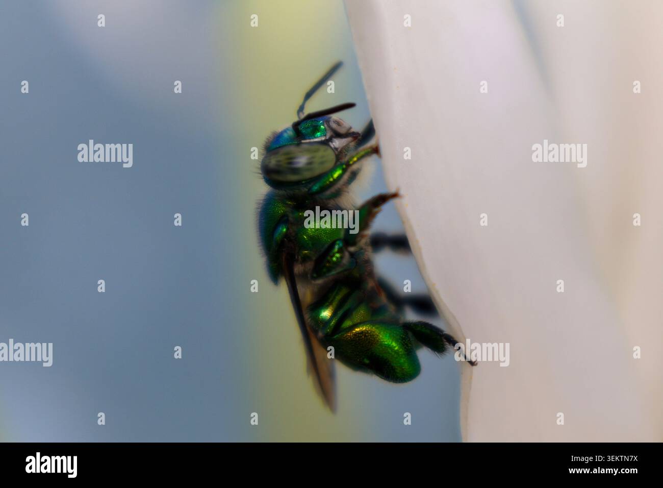 Primo piano dell'ape orchidea verde metallizzata con sfondo sfocato Foto Stock