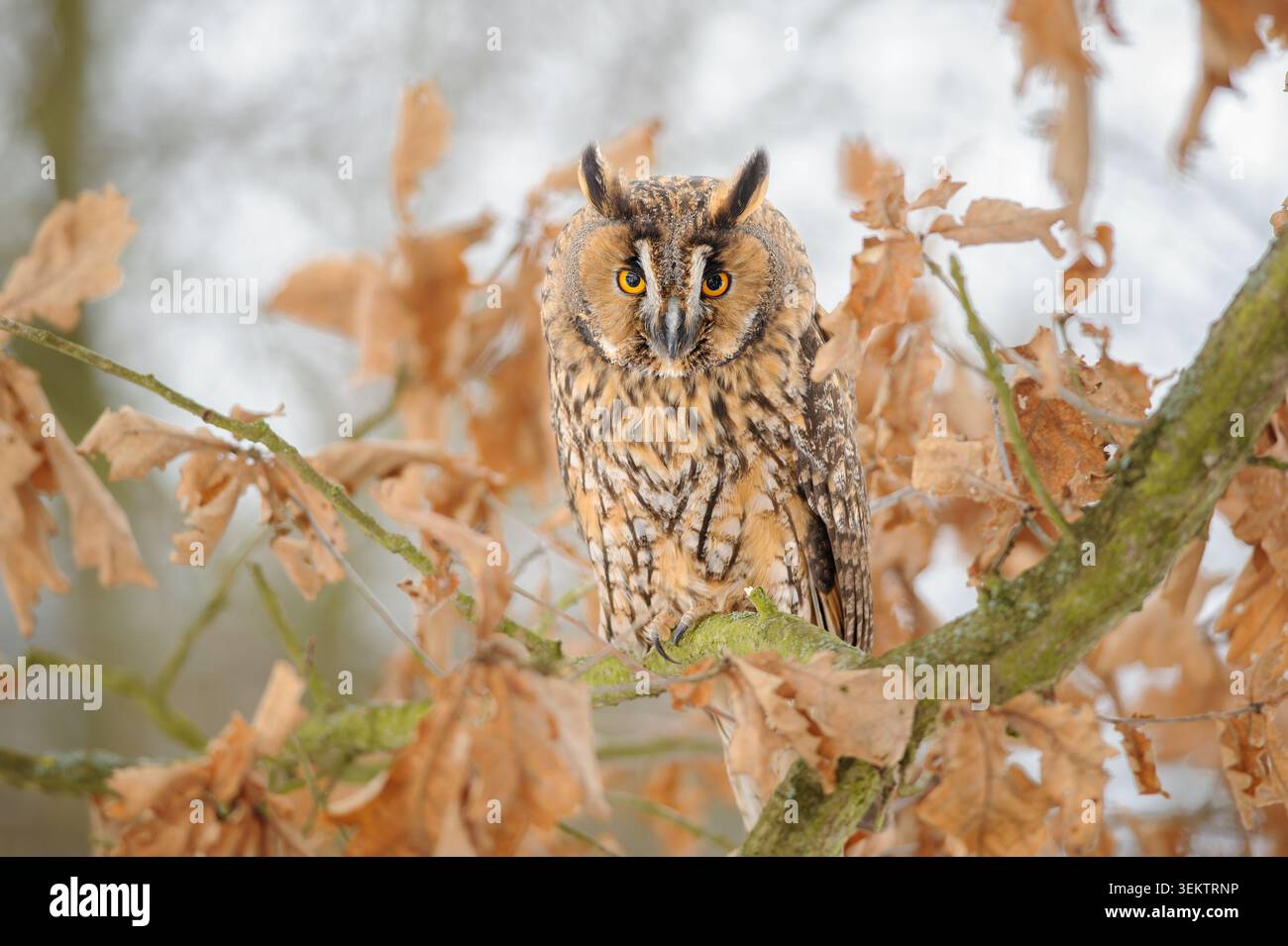 Gufo dalle orecchie lunghe arroccato sul ramo di quercia tra le foglie autunnali nello Snowy Forest Habitat Foto Stock