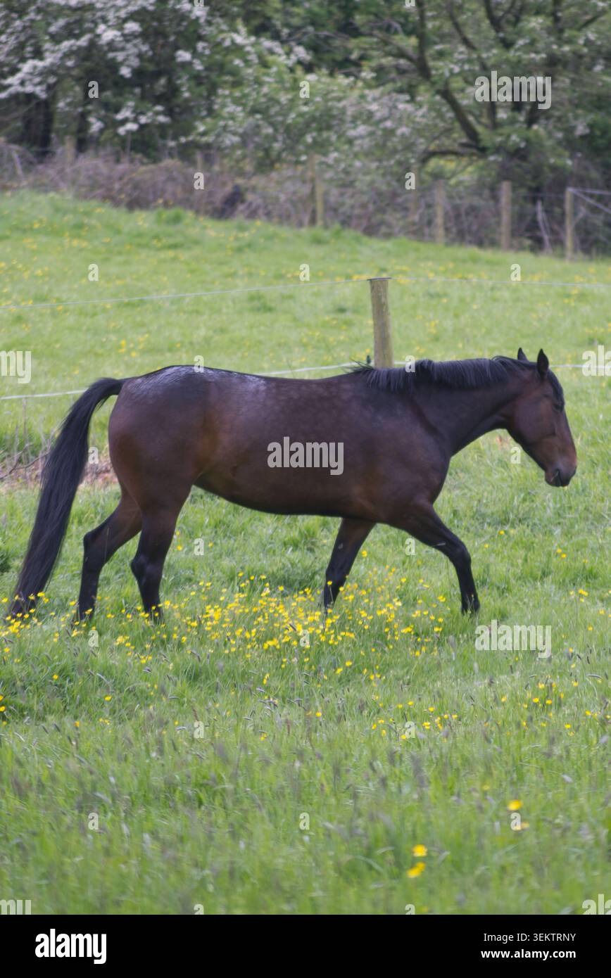 Foto a tutto tondo di un bellissimo buio cavallo della baia che trotta liberamente attraverso un lussureggiante prato verde pieno di fiori gialli Foto Stock
