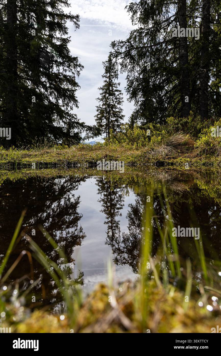 Una tranquilla fotografia di paesaggio che mostra una tranquilla e poco profonda piscina d'acqua che riflette il prato alpino e la foresta circostanti. Lussureggiante vegetazione verde Foto Stock