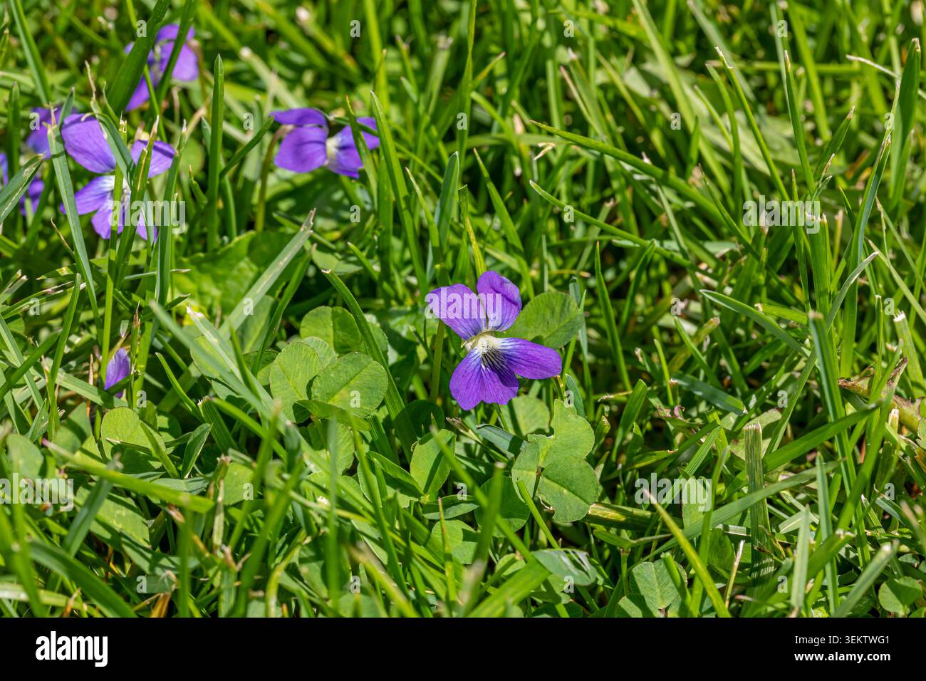 Viola blu comune, viola selvatica, che cresce nel prato. Concetto di cura della casa, manutenzione e controllo delle erbacce. Foto Stock
