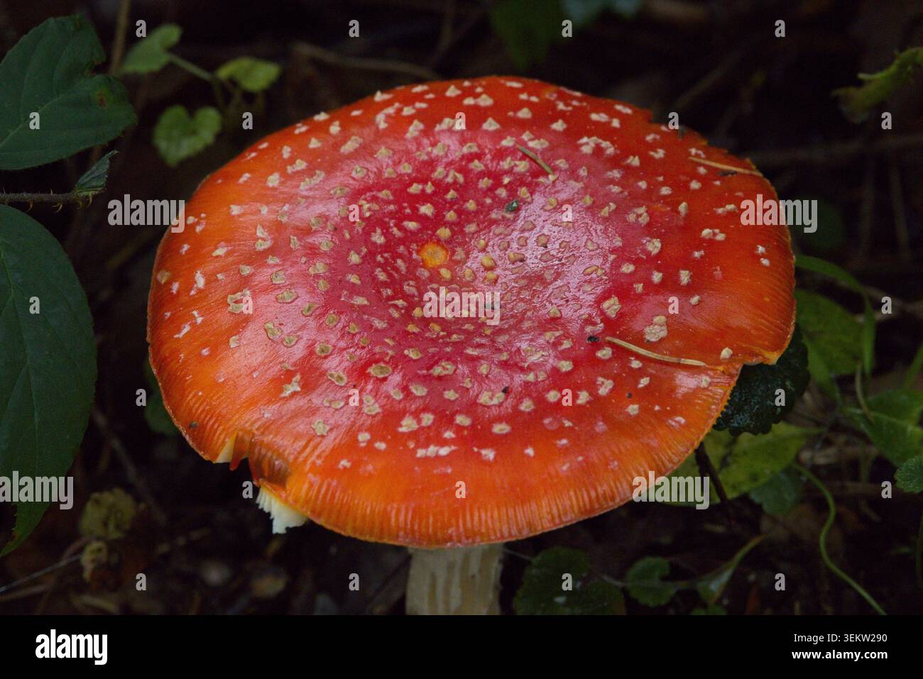 Sette parchi di campagna gemellati, autunno 2024 Foto Stock