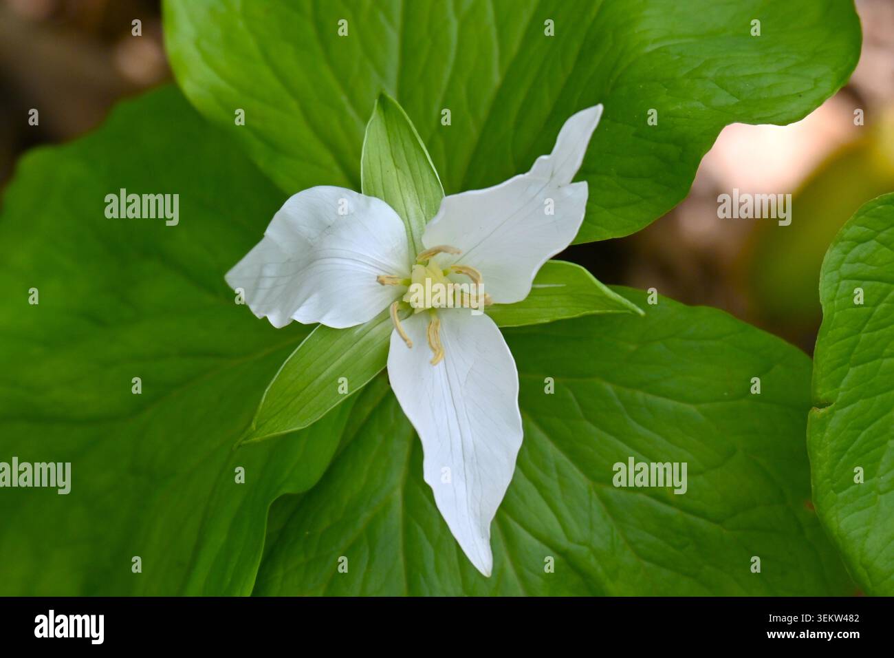 Fiori di Trillium camschatcense. Questa pianta cresce in zone umide montane e fiorisce con fiori bianchi a tre petali in primavera. Foto Stock