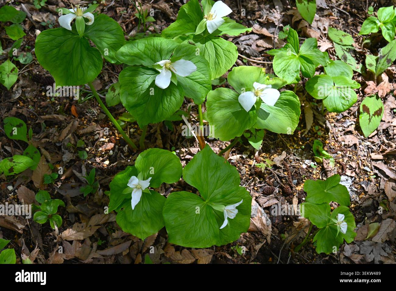 Fiori di Trillium camschatcense. Questa pianta cresce in zone umide montane e fiorisce con fiori bianchi a tre petali in primavera. Foto Stock