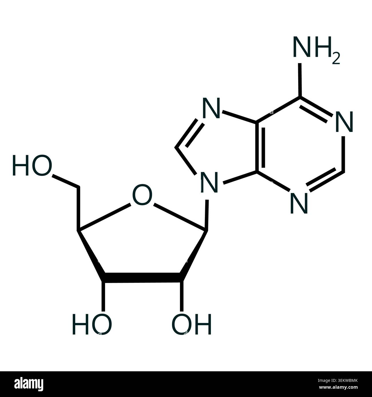 Struttura molecolare nucleosidica adenosina (Ado) purina. Struttura chimica dell'adenosina (C10H13N5O4). Formula scheletrica. Molecola chimica del farmaco. pianeggiante Foto Stock