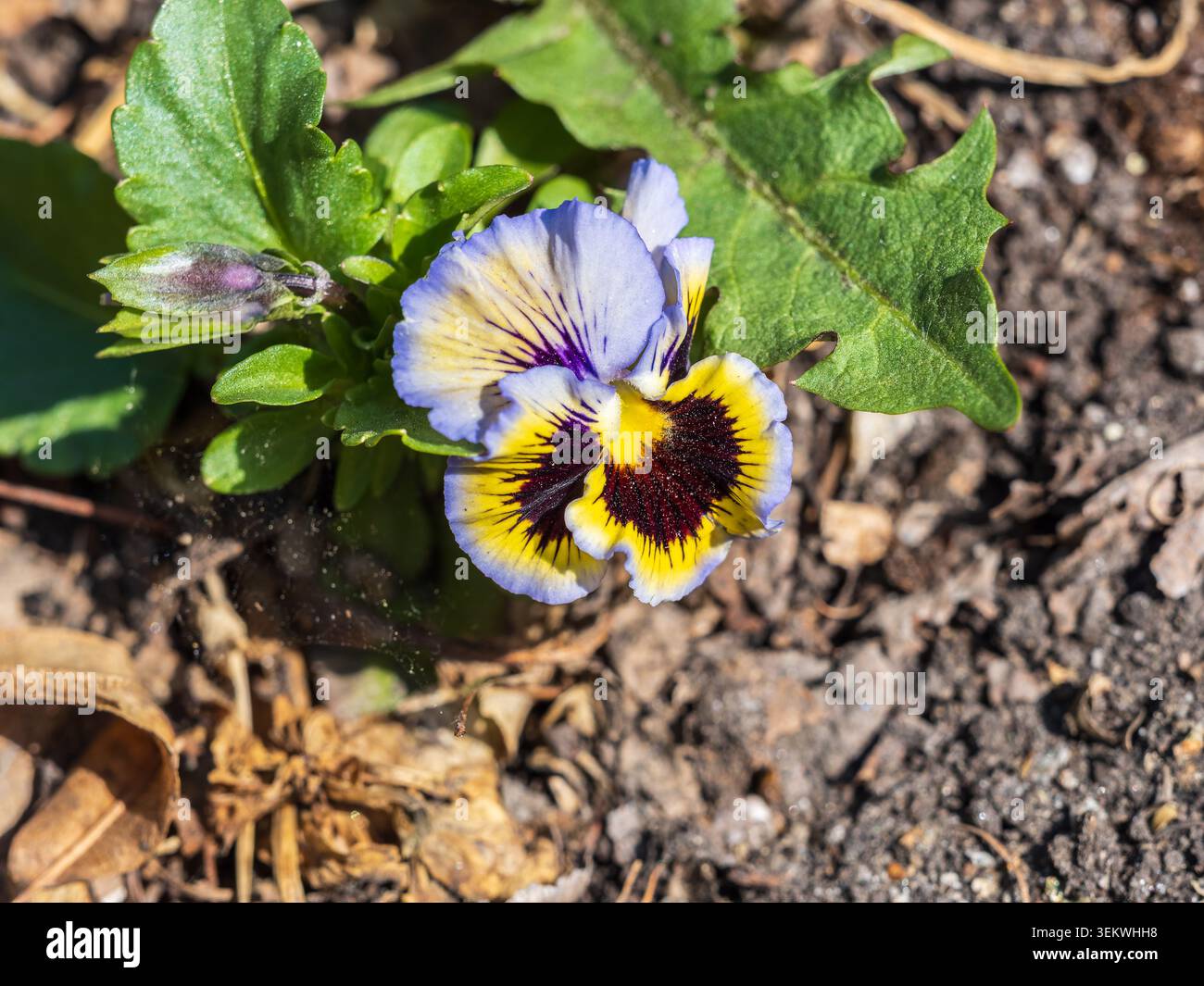 Heartsease o Viola tricolore, Johnny Jump Up, Yellow Pansy, Heart's Ease, Heart's Delight, solletico-mio-fantasia, Jack-jump-up-and-Kiss-me, vieni-e-coccola- Foto Stock