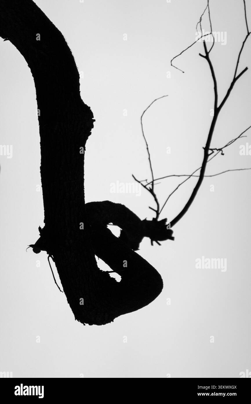 Silhouette monocromatica di un ramo d'albero arborinato. Il contrasto Stark mette in risalto la texture organica e il flusso visivo, evocando resilienza e minimalismo Foto Stock