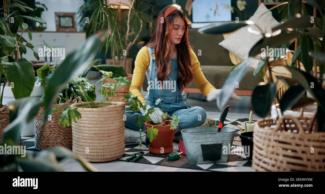 Piantare, fiorista o donna con piante in casa, giardinaggio e fertilizzante cambia per la conservazione. Sostenibilità, manutenzione della flora e persona con Foto Stock