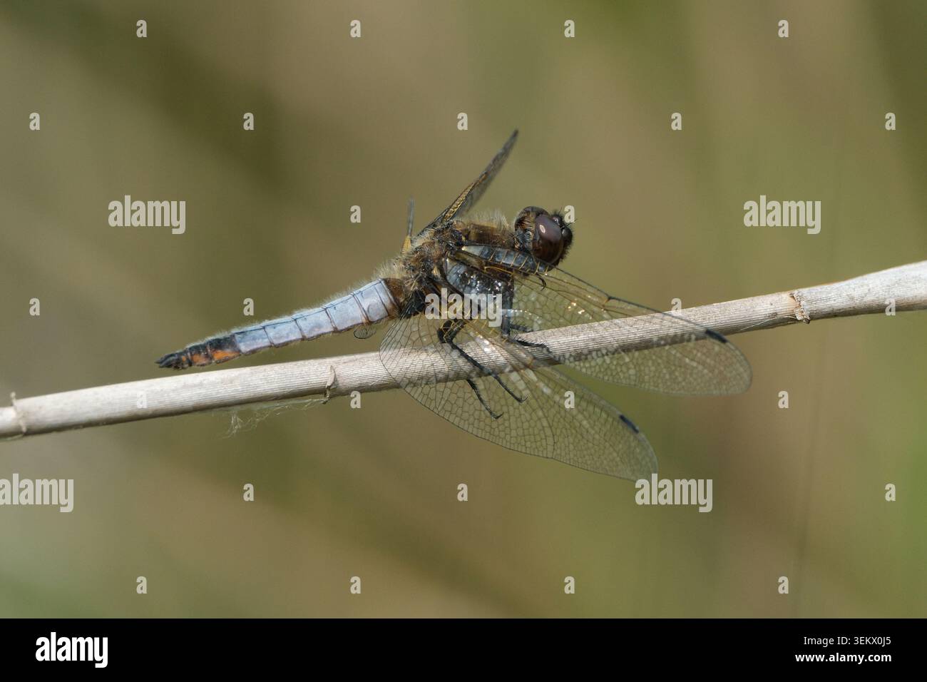 Scarso Chaser Dragonfly maschile (Libellula fulva) arroccato su una canna asciutta Foto Stock