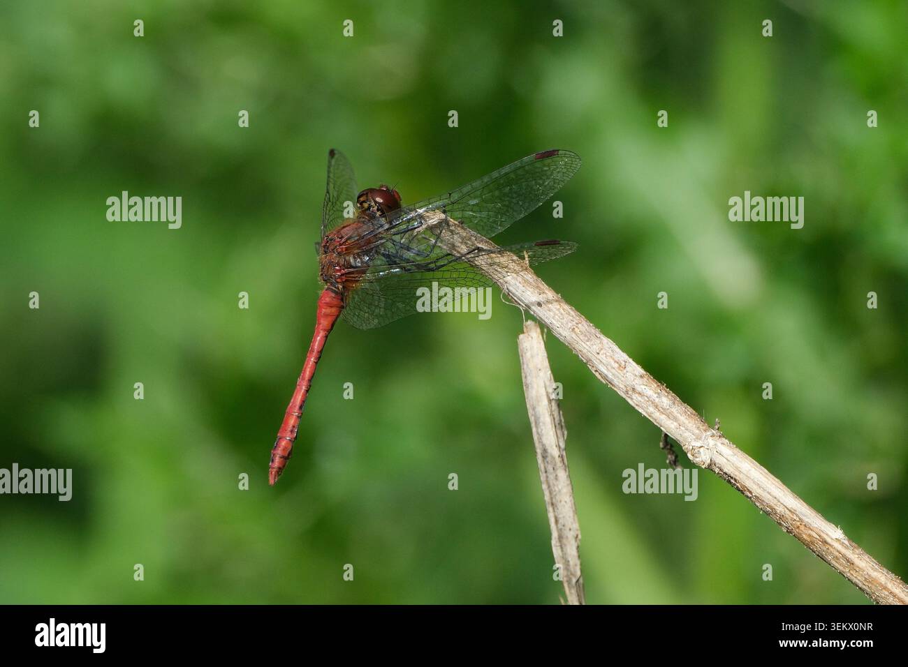 Ruddy darter Dragonfly (Sympetrum sanguineum) arroccata su un ramo secco, macro shot di dragonfly maschio rossa in natura selvaggia, messa a fuoco selettiva Foto Stock
