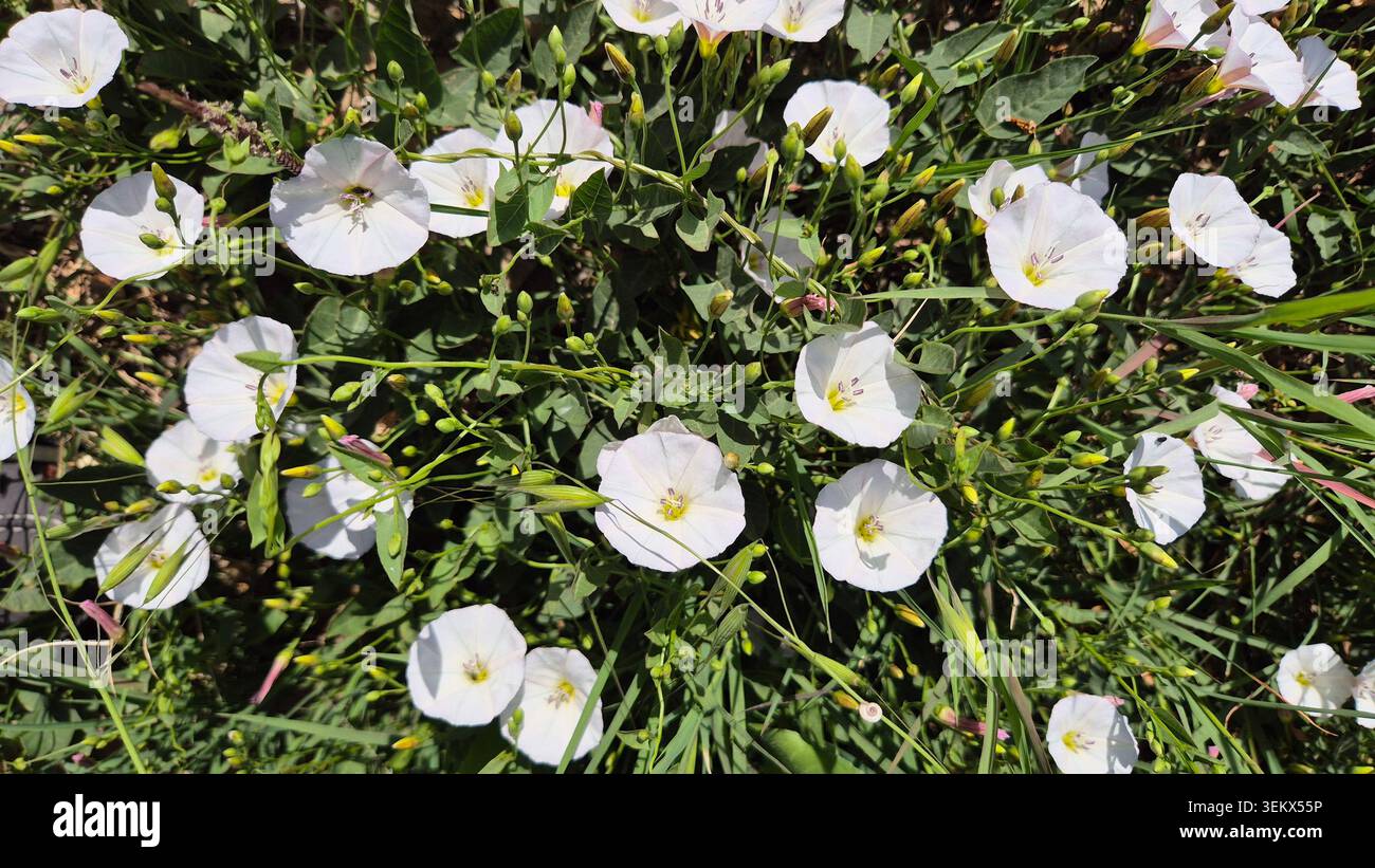 White Field Bindweed Flowers in a Meadow - Immagine stock catturata con smartphone