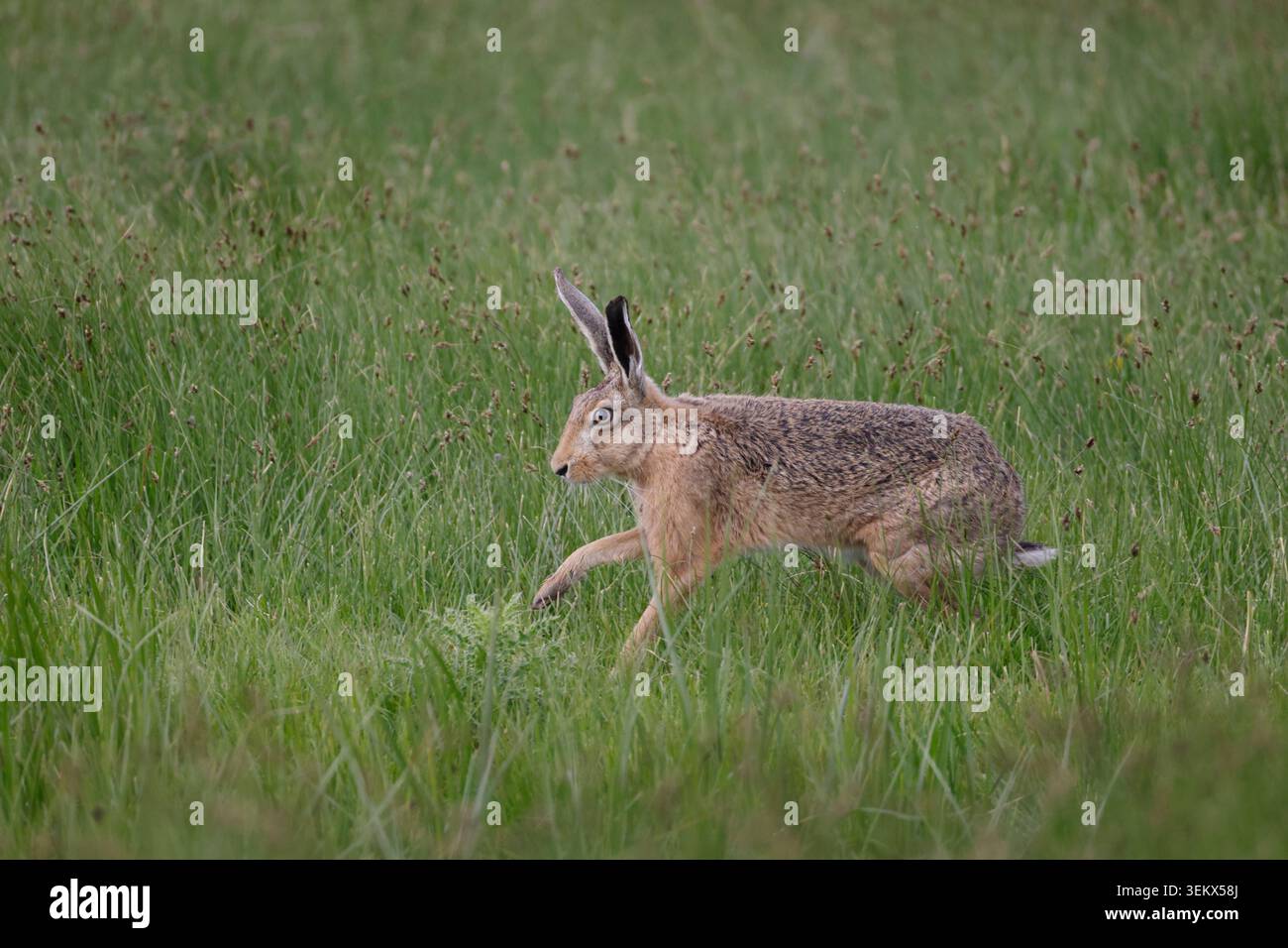 Brown Hare a Elmley Marshes Kent Foto Stock