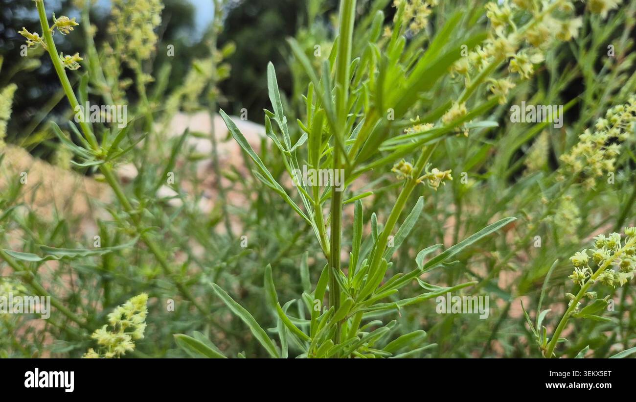Reseda Lutea selvatica in fiore con punte di fiori verdi giallastro nella natura Foto Stock