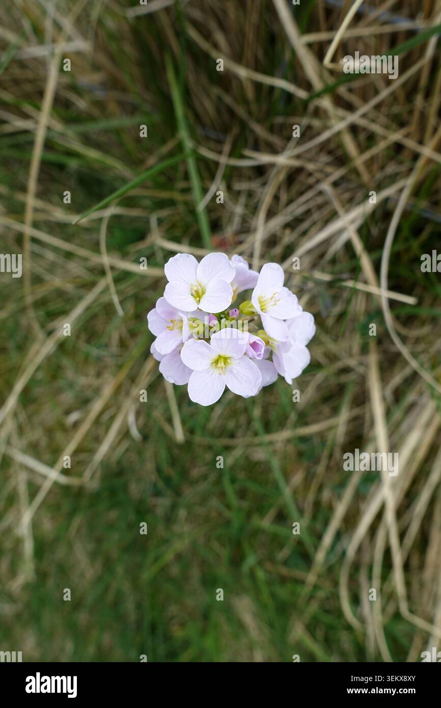 lilac Cuckooflower "Cardamine pratensis" (Mayflower) Horton Scar Lane a Horton-in-Ribblesdale nello Yorkshire Dales National Park, Yorkshire, Englan Foto Stock