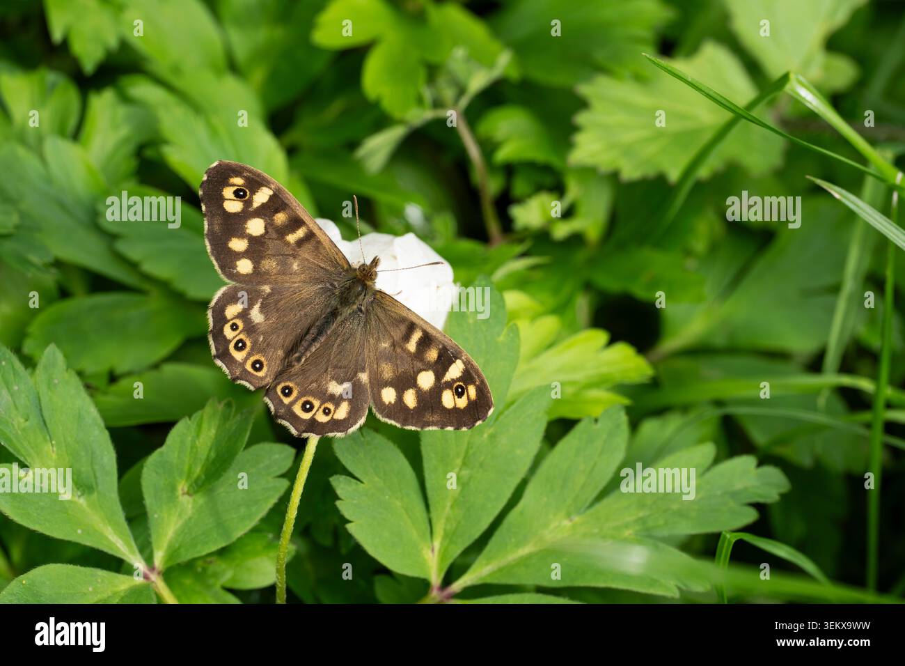 Aegeria Pararge in legno speckled, vista dall'alto di una farfalla maschio imago che riposa su un fiore di anemone (Anemonoides nemorosa) in primavera, Nottingham Foto Stock