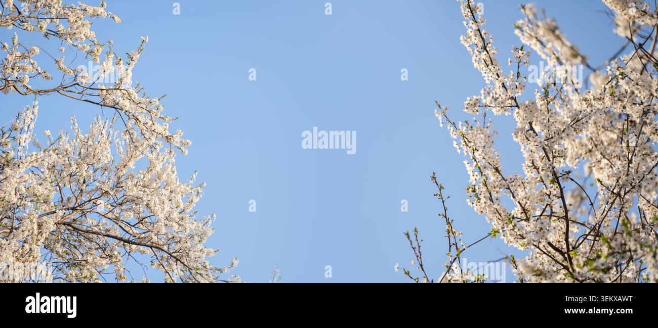 Rami primaverili in fiore sullo sfondo del cielo blu Foto Stock