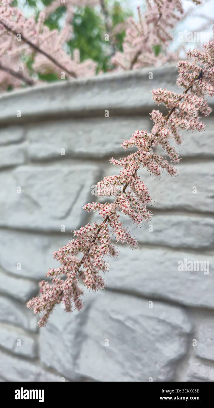 Un albero con fiori rosa sui suoi rami. Piante ornamentali. Design cottage estivo. Contro un cielo blu. Foto Stock