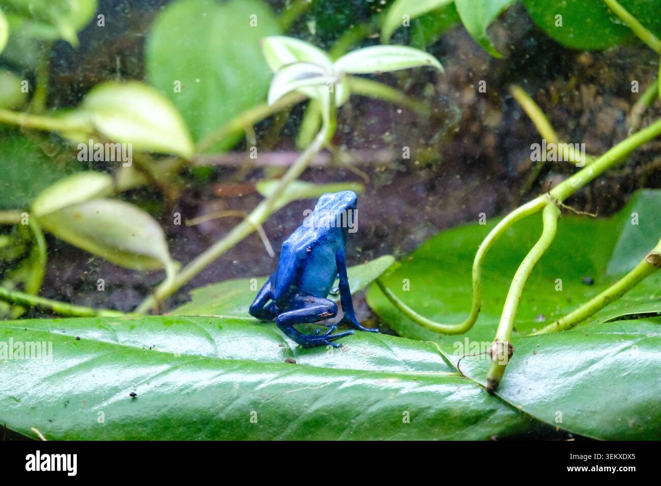 Rana veleno blu vibrante che si adagia su una lussureggiante foglia verde in un terrario tropicale Foto Stock