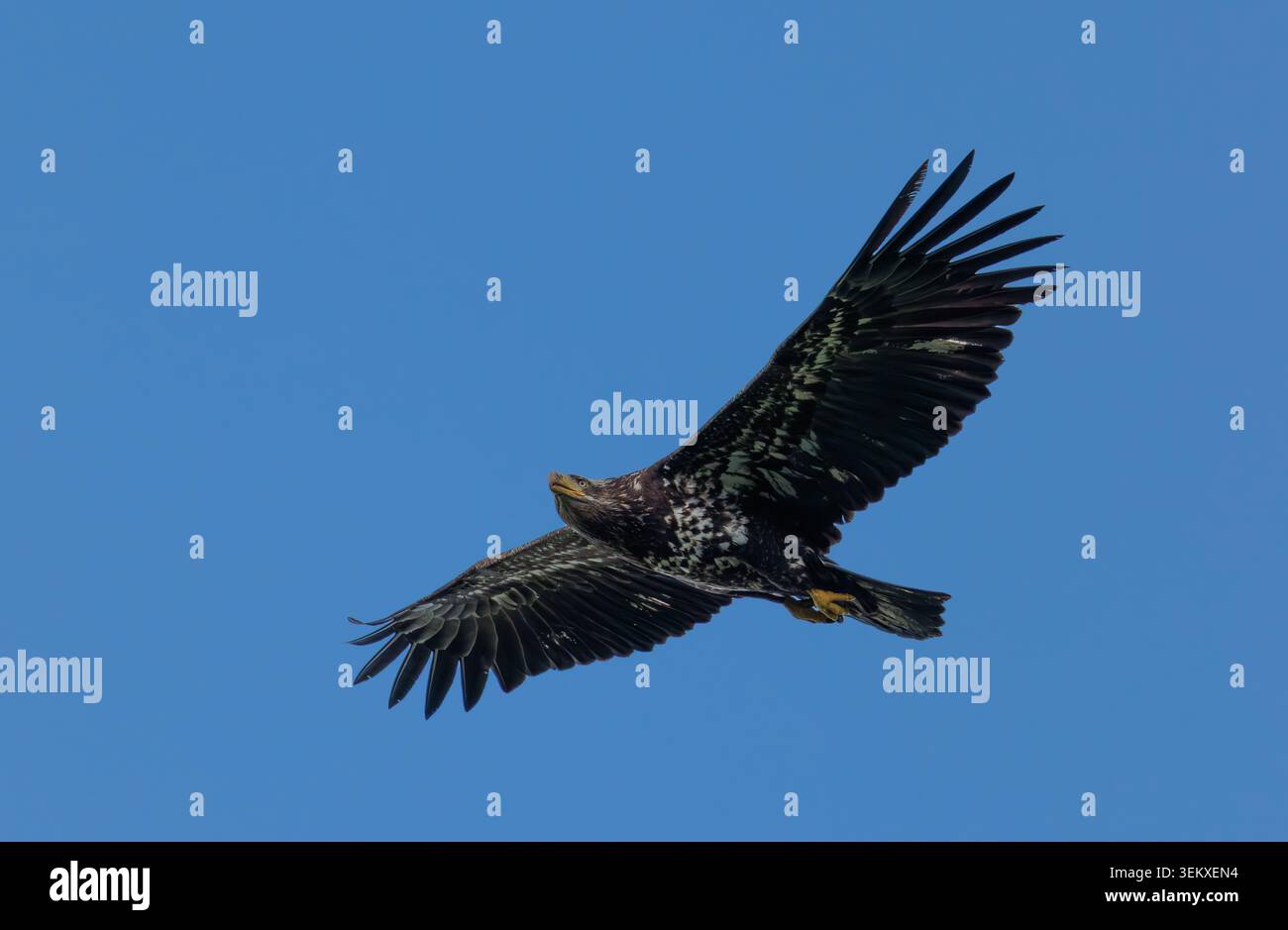 L'aquila calva si innalza nel cielo azzurro con le ali che si diffondono maestosamente Foto Stock