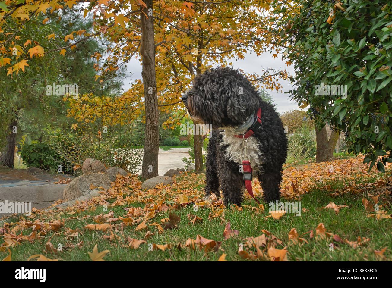 Cane d'acqua spagnolo nero in piedi tra le foglie autunnali cadute in un parco, con alberi e fogliame dorato sullo sfondo. Foto Stock