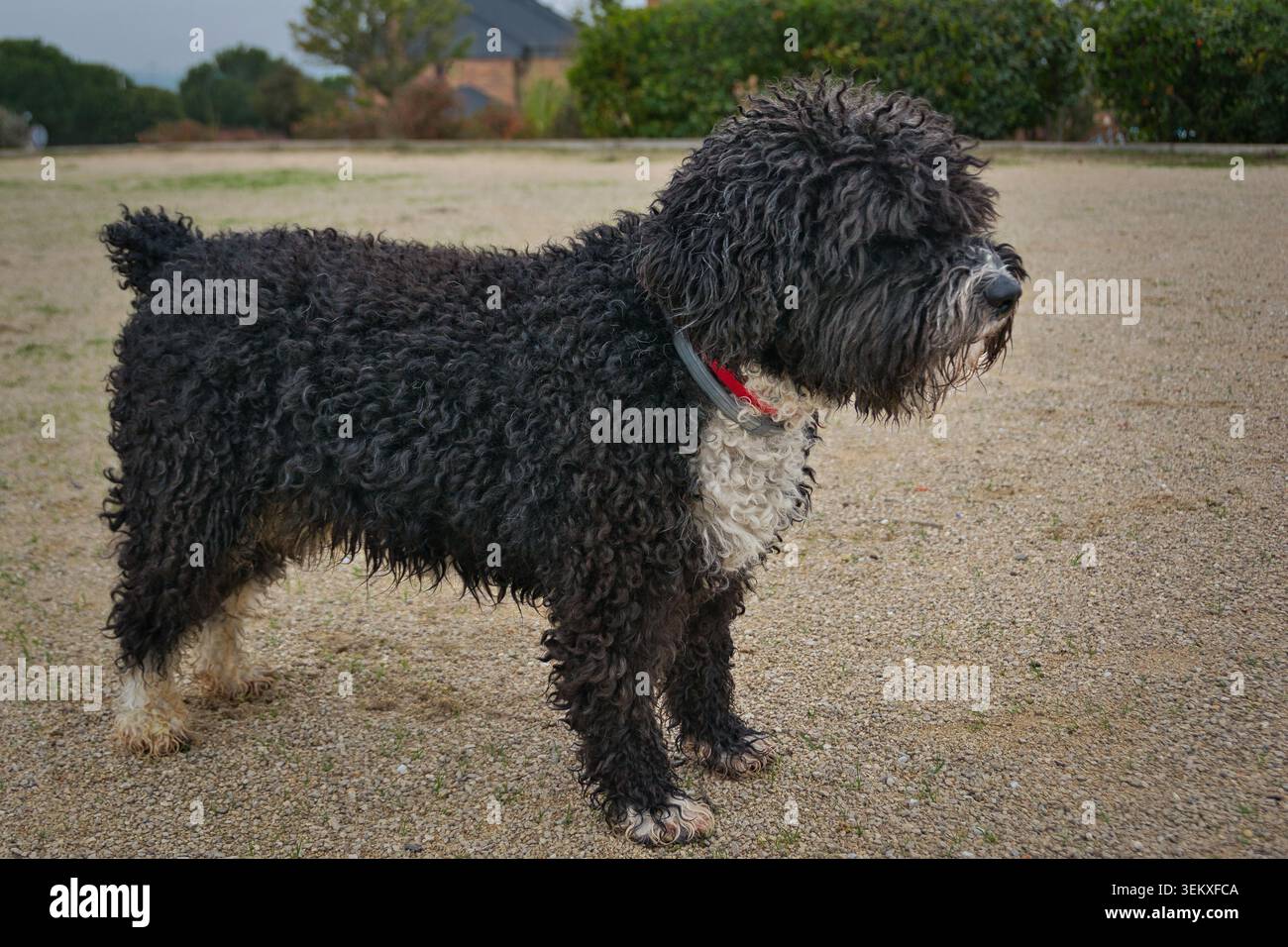 Cane d'acqua spagnolo bianco e nero in piedi di profilo su un sentiero di ghiaia, con un collare rosso, con sfondo sfocato del parco. Foto Stock