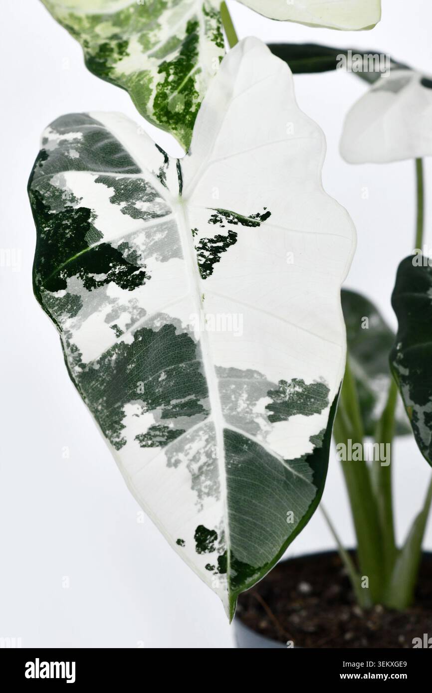 Primo piano della variegata pianta di casa "Alocasia Frydek varigata" su sfondo bianco Foto Stock