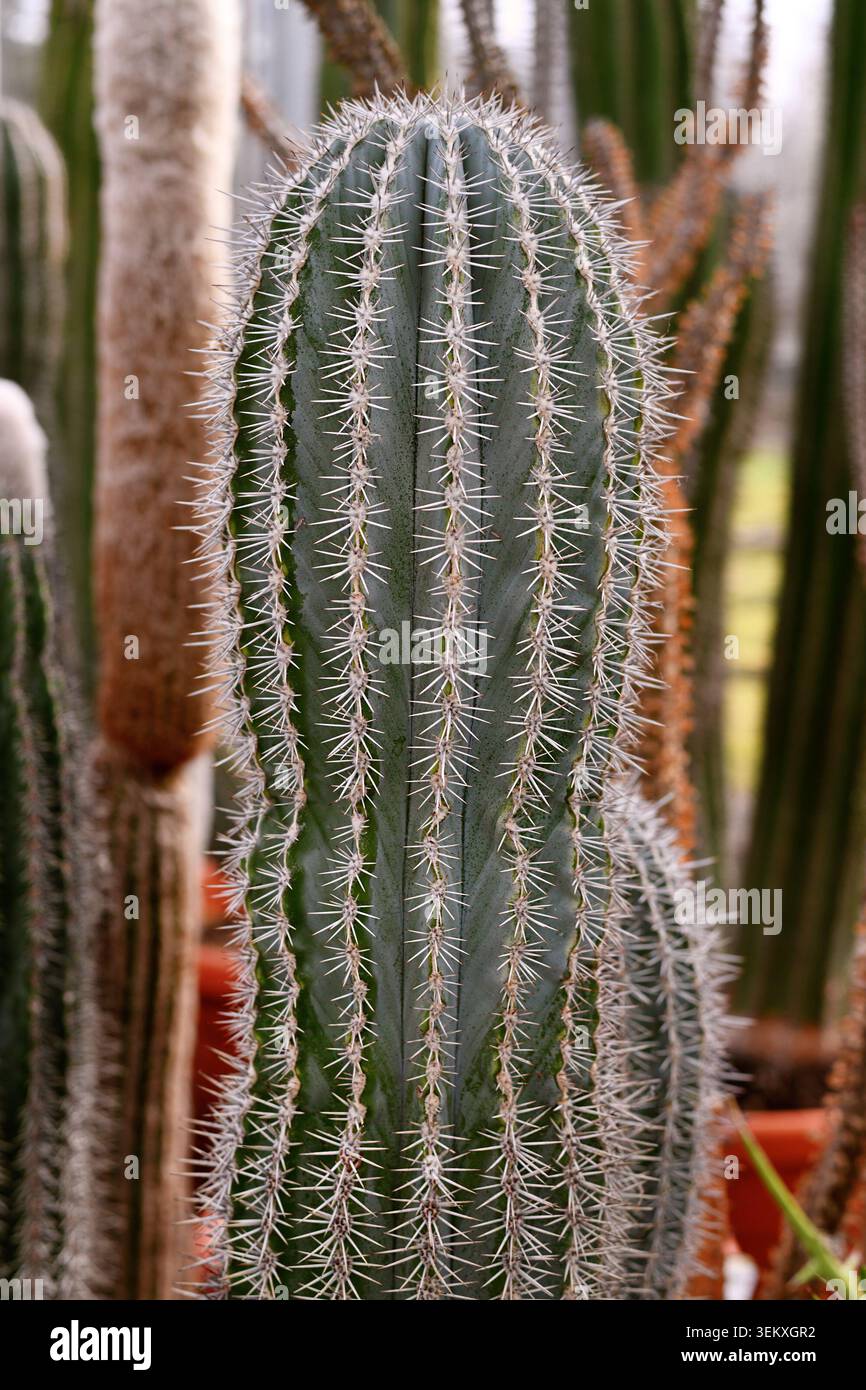 Primo piano dello stelo della pianta di cactus Pachycereus Pringlei Foto Stock